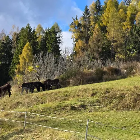 Dimora Alpina Dolomiti Cadore *